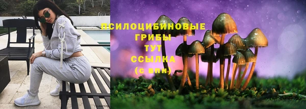прущие грибы Вязьма